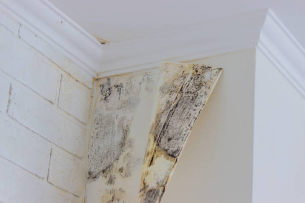 Mold Odor Removal Services in Port Barrington, IL